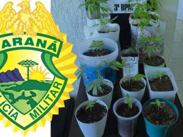 ROTAM apreende pés de maconha e encaminha envolvidos por tráfico no bairro Fraron em Pato Branco