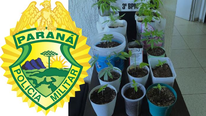 ROTAM apreende pés de maconha e encaminha envolvidos por tráfico no bairro Fraron em Pato Branco