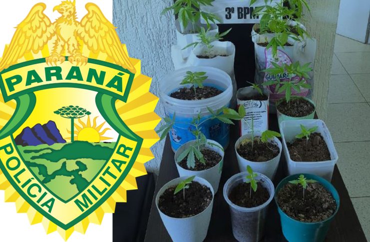 ROTAM apreende pés de maconha e encaminha envolvidos por tráfico no bairro Fraron em Pato Branco